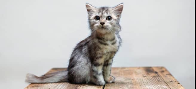 Multi-colour gery colour cat female 2 month old cat only sale cat's