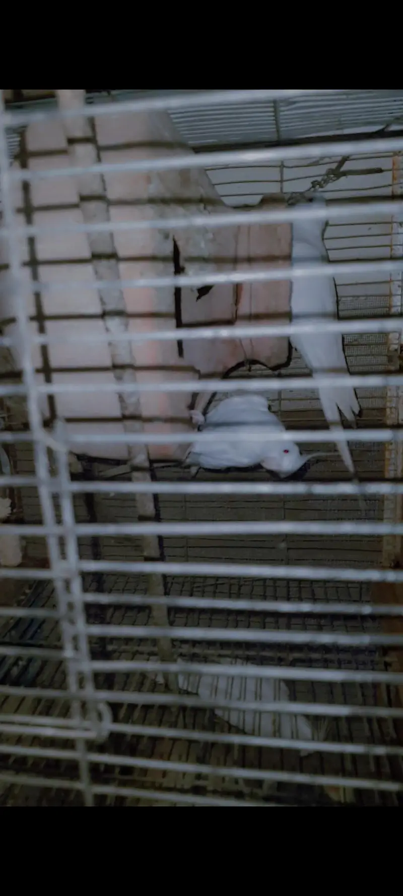 eno redeyes cockatiel Parrot pearl charcoal — photo 2