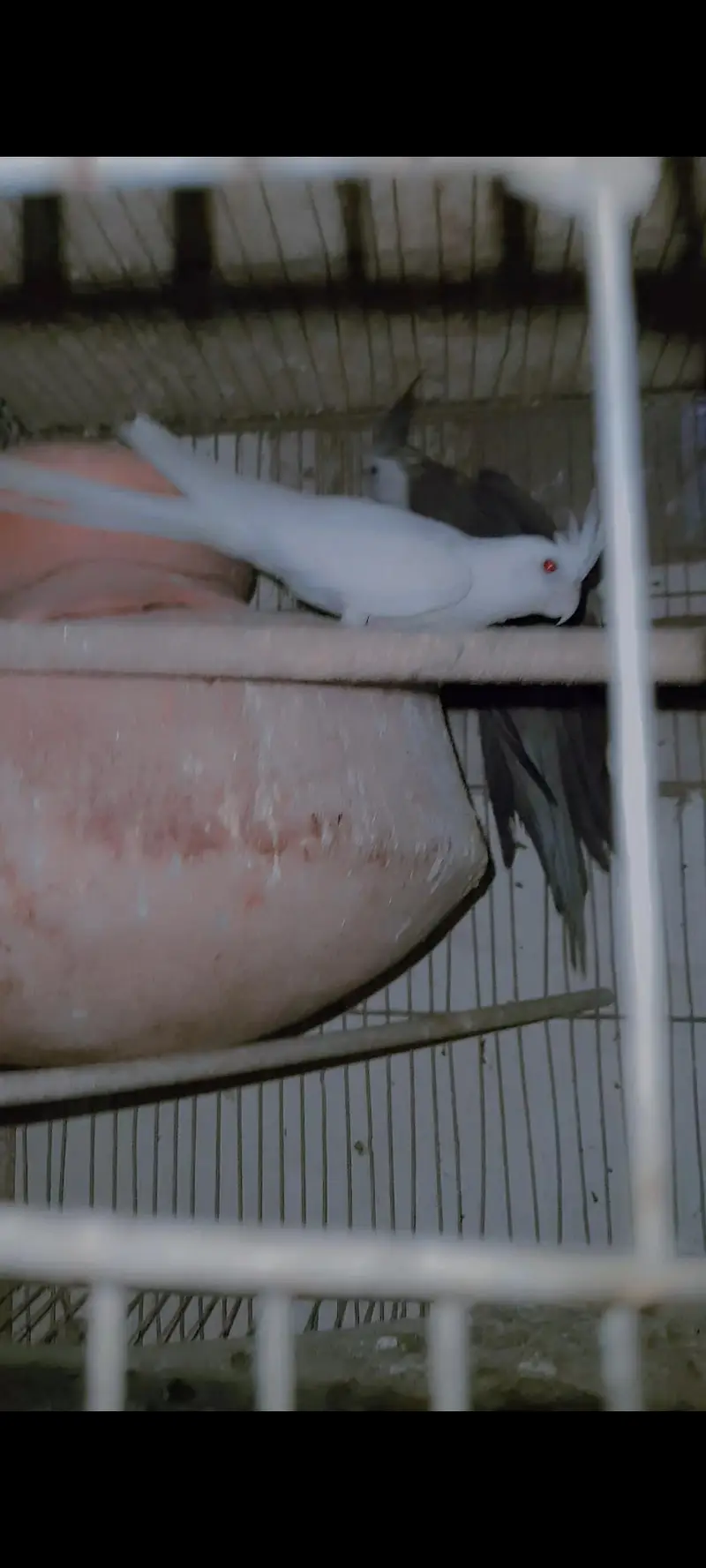eno redeyes cockatiel Parrot pearl charcoal — photo 3