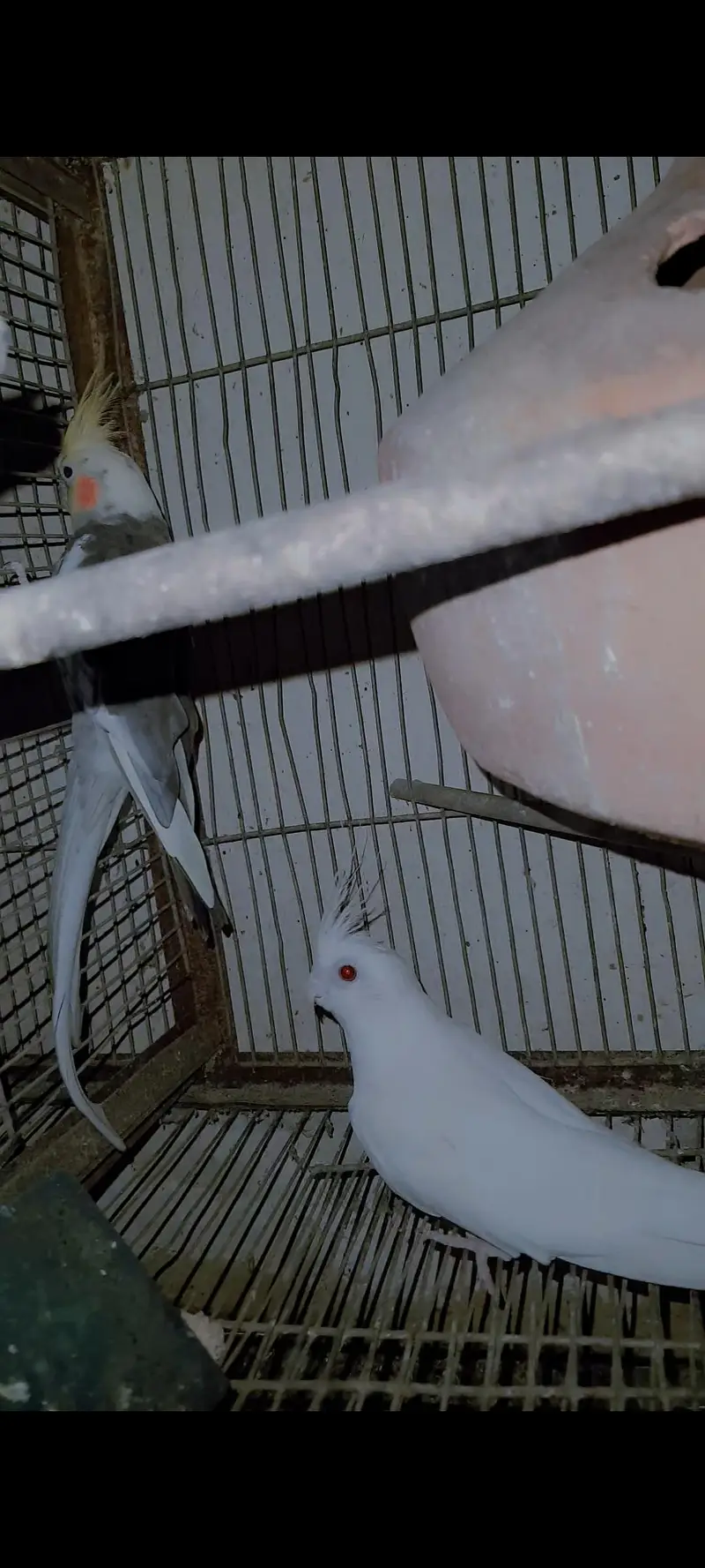 eno redeyes cockatiel Parrot pearl charcoal — photo 5