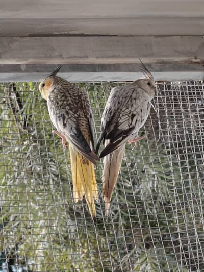 Fully Adult and Bonded Cocktail Pair