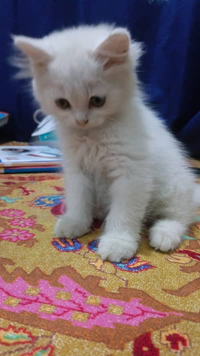 Cute Kitten for Sale – Healthy & Active