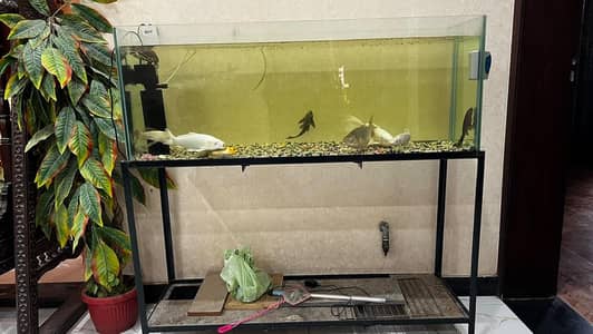 Fish Aquarium/koi fish