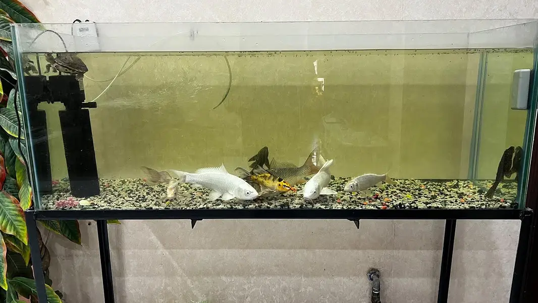 Fish Aquarium/koi fish — photo 2