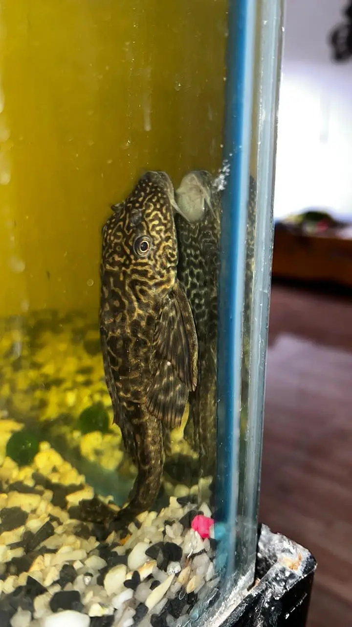 Fish Aquarium/koi fish — photo 4