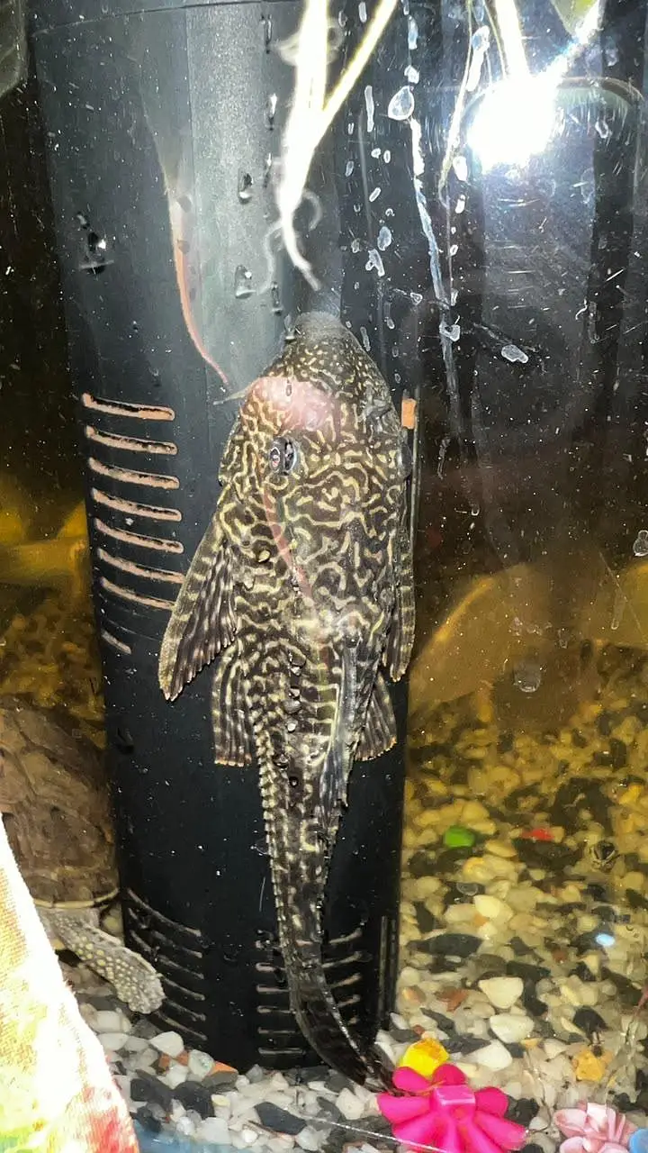 Fish Aquarium/koi fish — photo 5