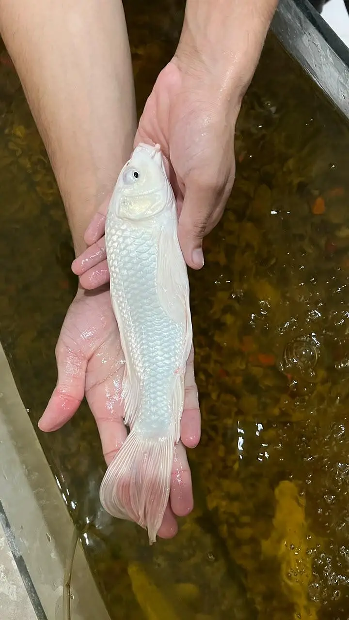 Fish Aquarium/koi fish — photo 7