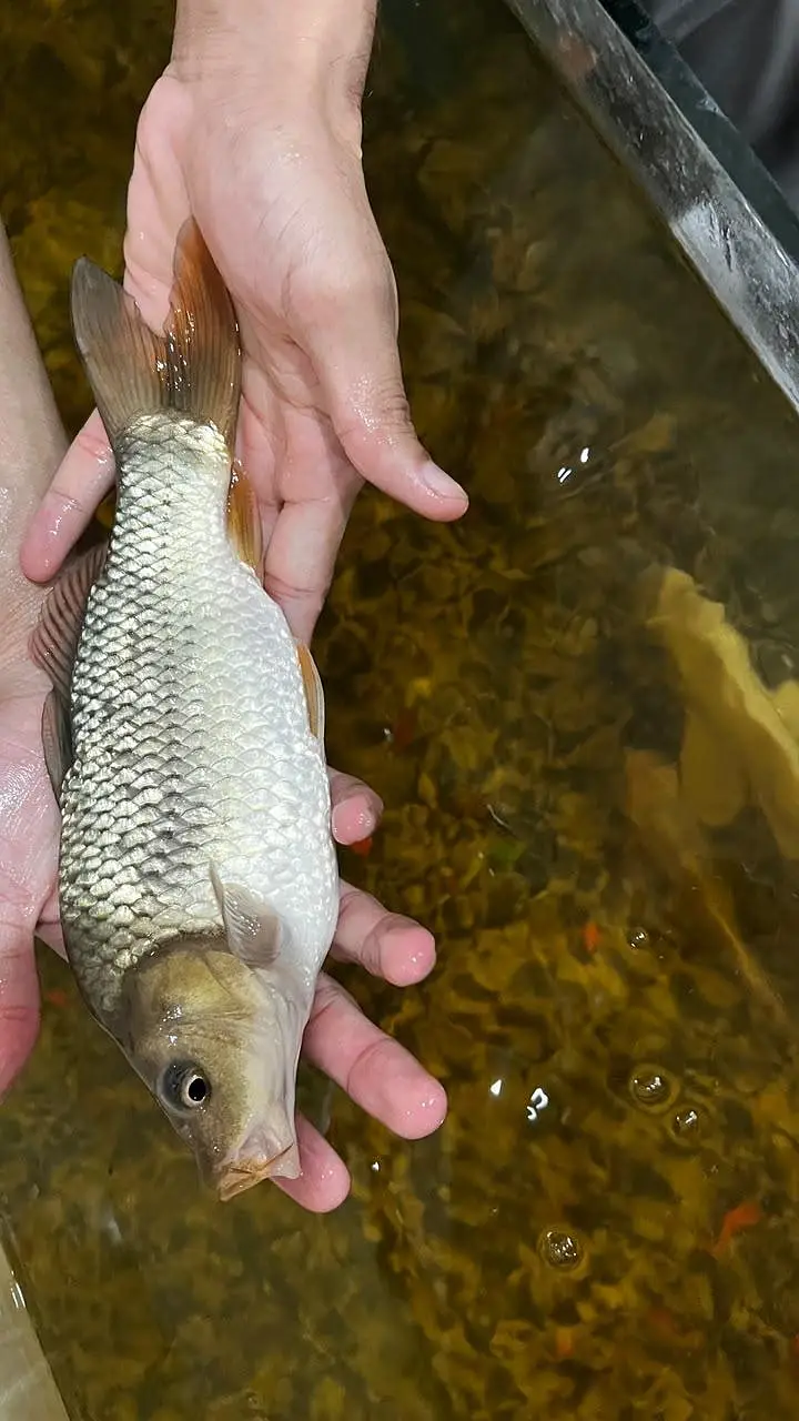 Fish Aquarium/koi fish — photo 8
