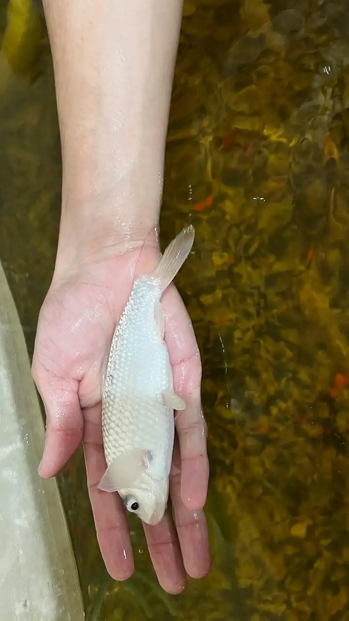 Fish Aquarium/koi fish — photo 9