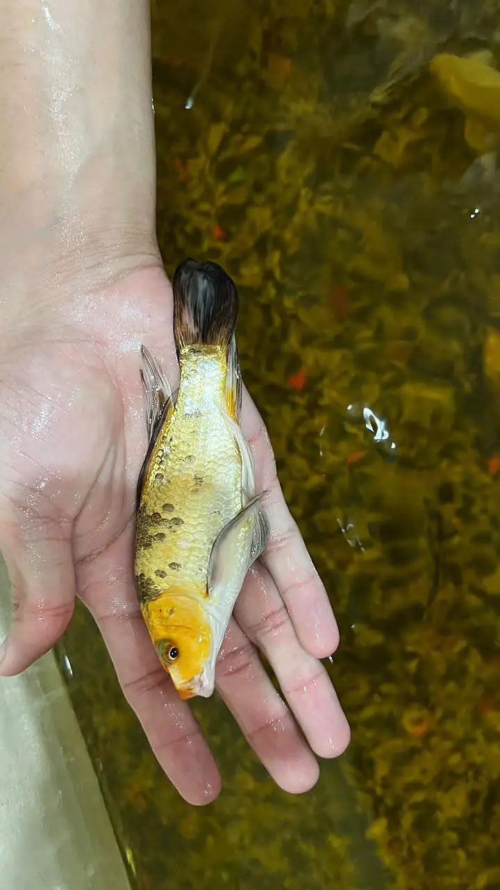 Fish Aquarium/koi fish — photo 10