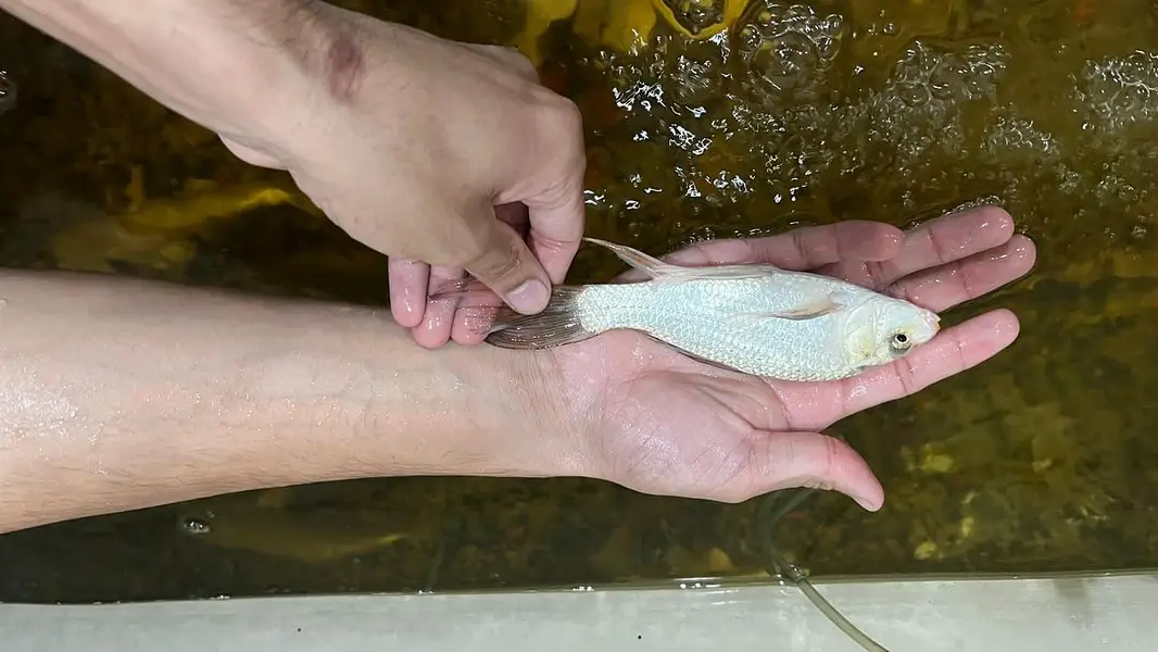 Fish Aquarium/koi fish — photo 11