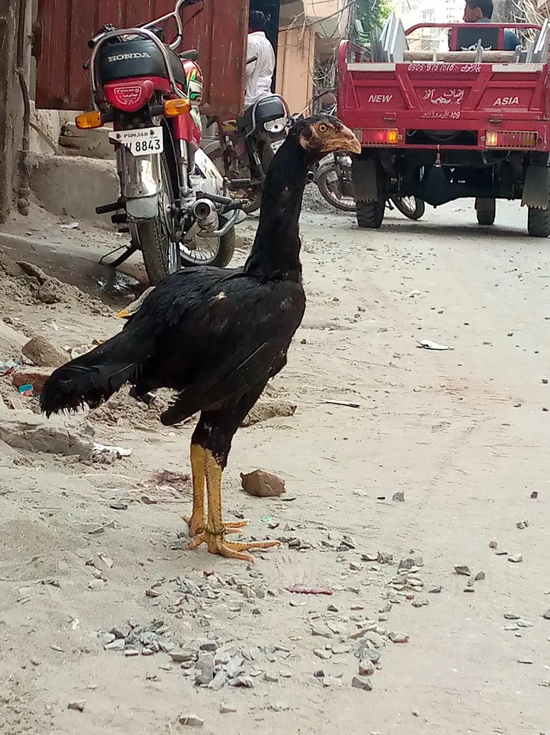 LONG HIGHTED PATHI HA PIC MA CHOTI LAG RAHI  kami beshi ho jay gi — photo 4