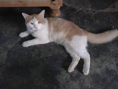 cat urgent sale