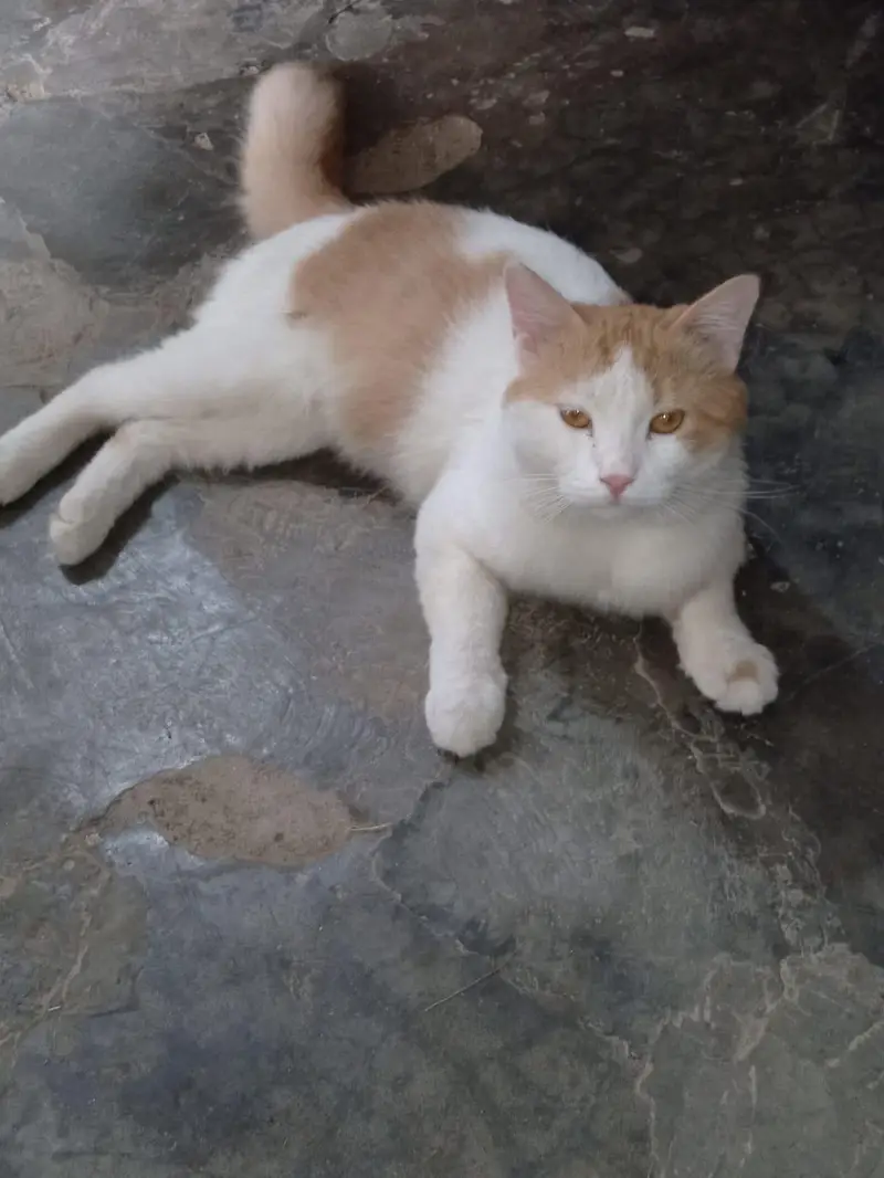 cat urgent sale — photo 2