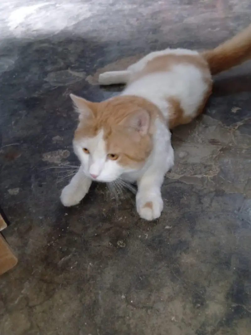 cat urgent sale — photo 3