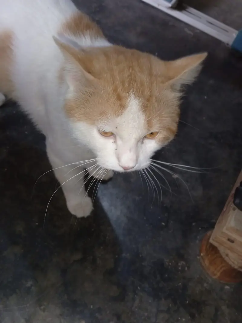 cat urgent sale — photo 4