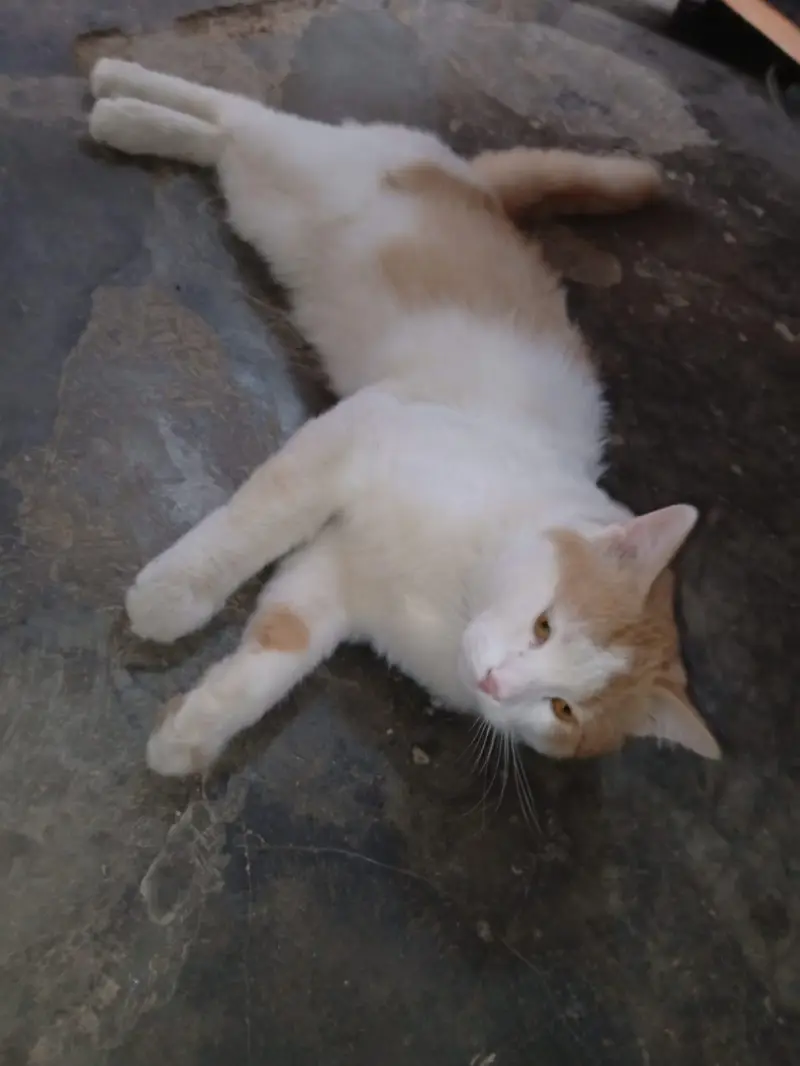 cat urgent sale — photo 5