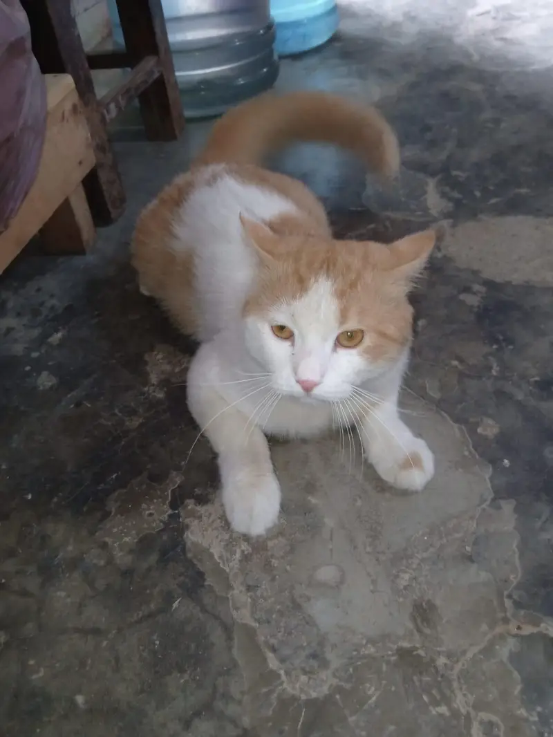 cat urgent sale — photo 6