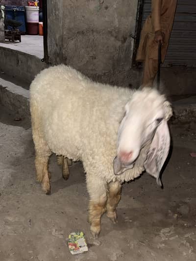 Chatra sale 10 by 10 condition