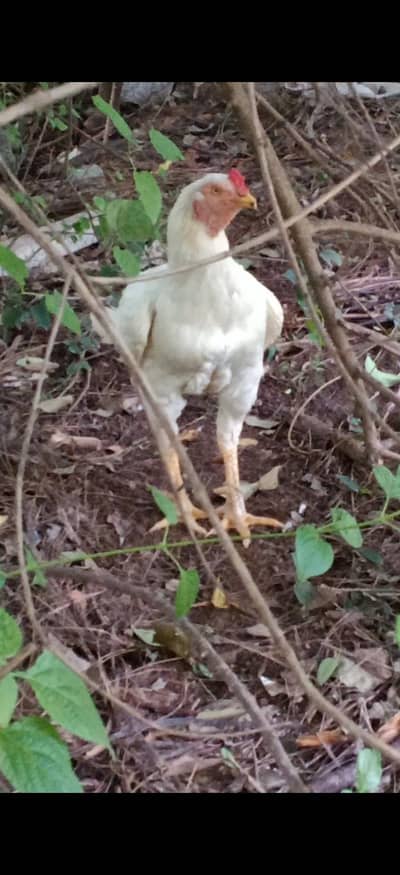 Hera Aseel Chick Pair For Sale