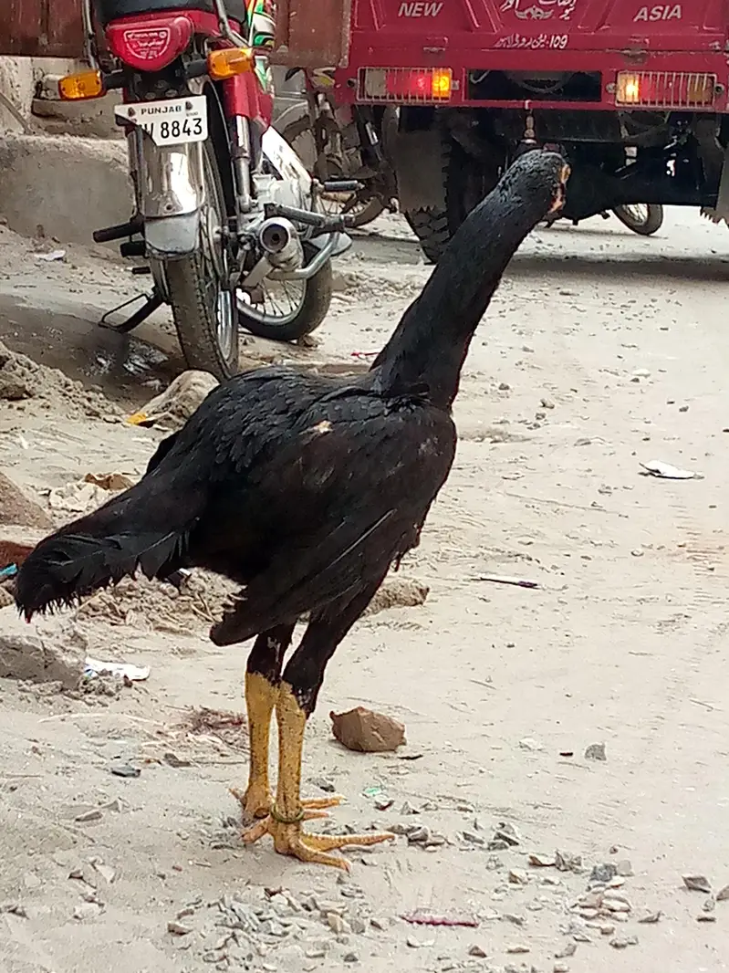 LONG HIGHTED PATHI HA PIC MA CHOTI LAG RAHI KAMI BESHI HO JYE GI — photo 2
