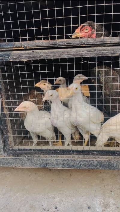 Paper white heera chicks