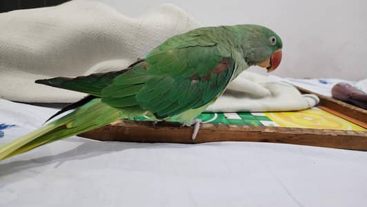 Beautifull kashmiri Raw Female 3.5 year age