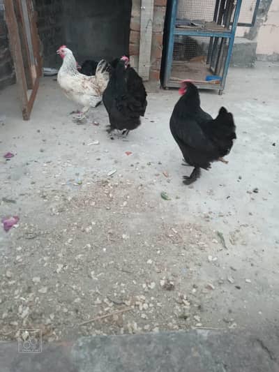 black Harvey bhrma breeder set for sale