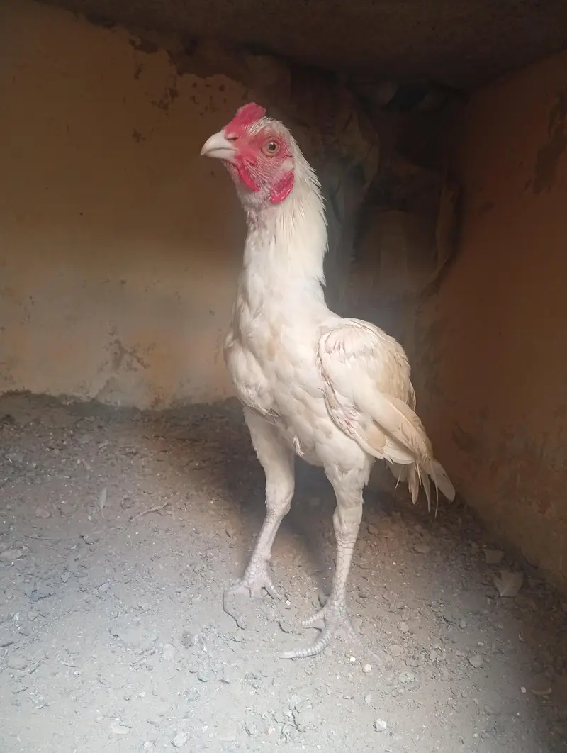 Aseel Herra Murga piyor — photo 2