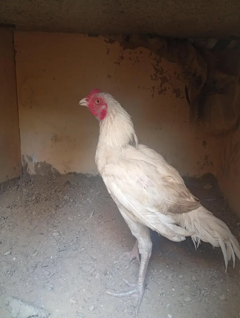 Aseel Herra Murga piyor — photo 3
