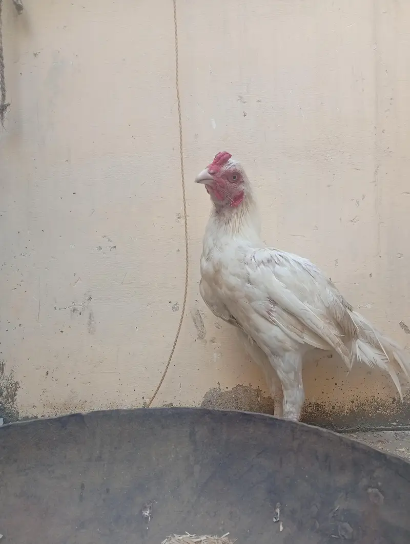 Aseel Herra Murga piyor — photo 4