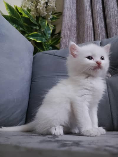 Persian cats