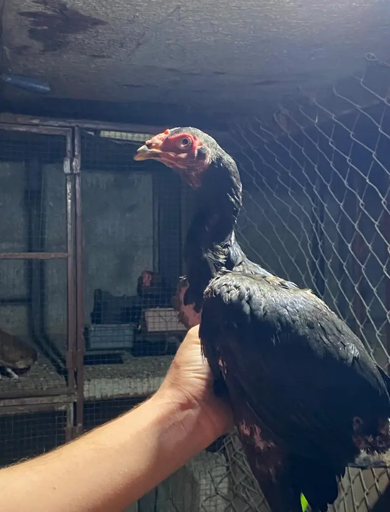 aseel and fancy birds — photo 8