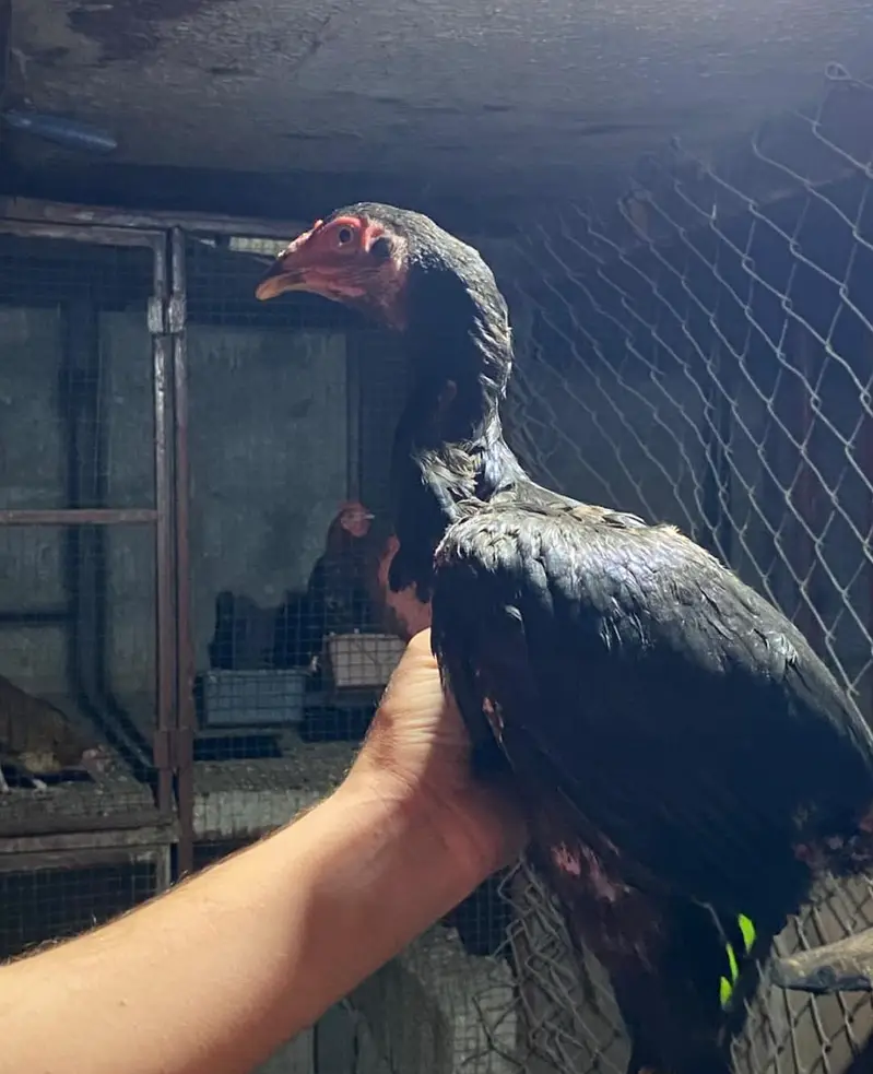 aseel and fancy birds — photo 9