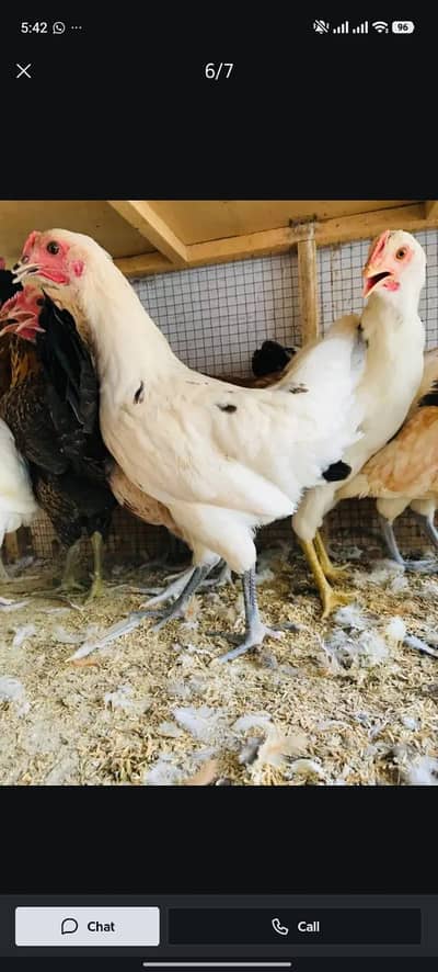 Golden Misri Hens | Golden Misri Pathi | Desi Hens