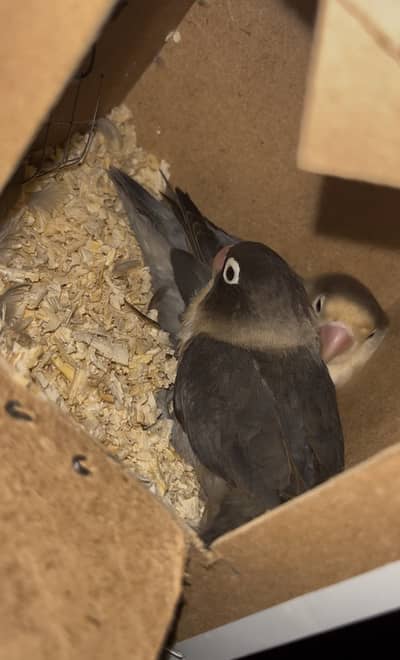 Love birds breeder pairs