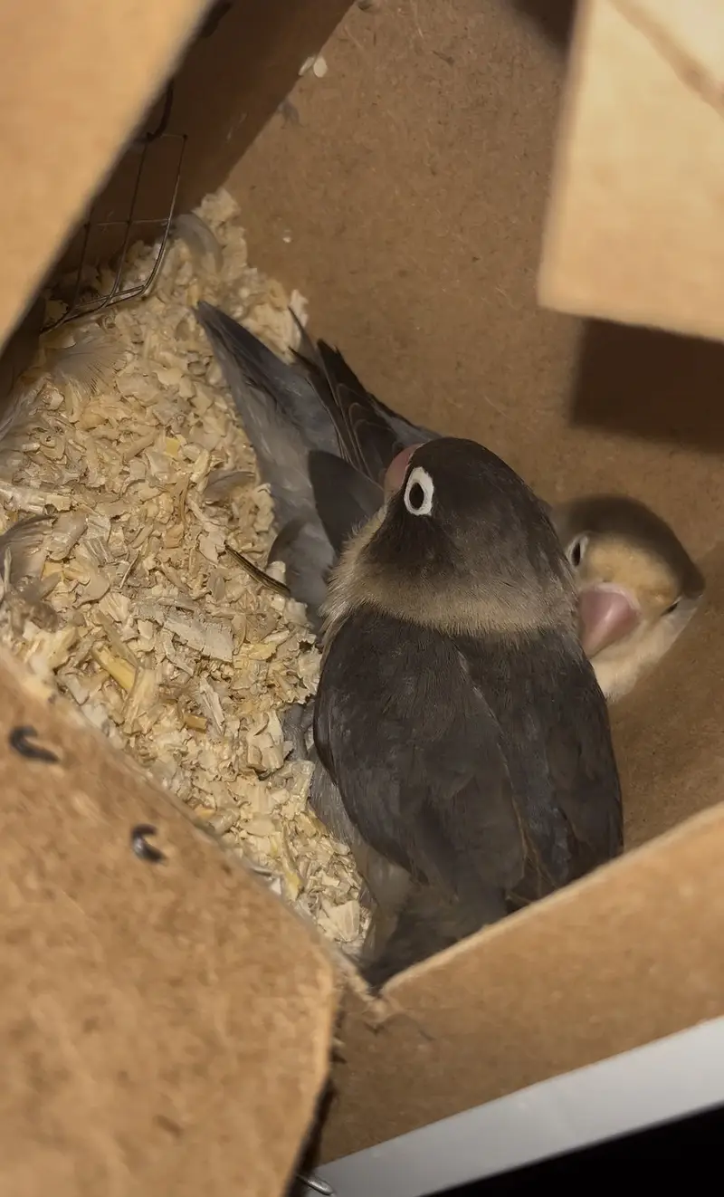 Love birds breeder pairs