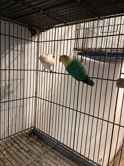 Love birds breeder pairs
