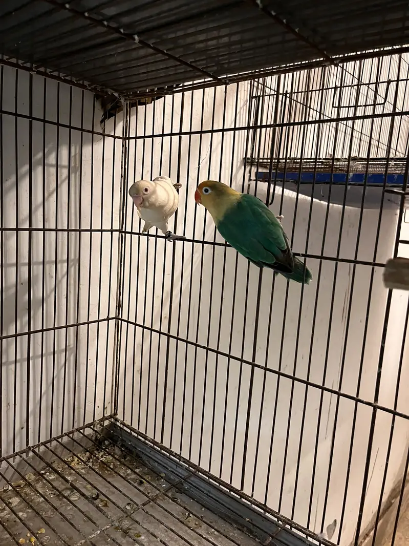 Love birds breeder pairs — photo 2