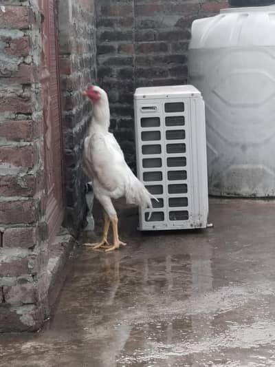white shamo