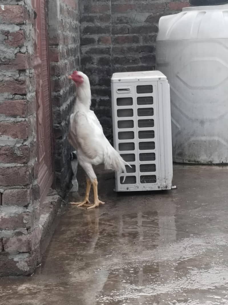 white shamo 0