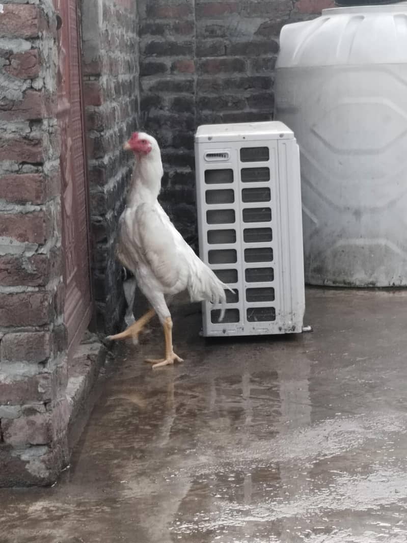 white shamo 1