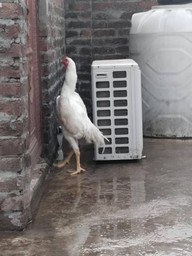 white shamo 2