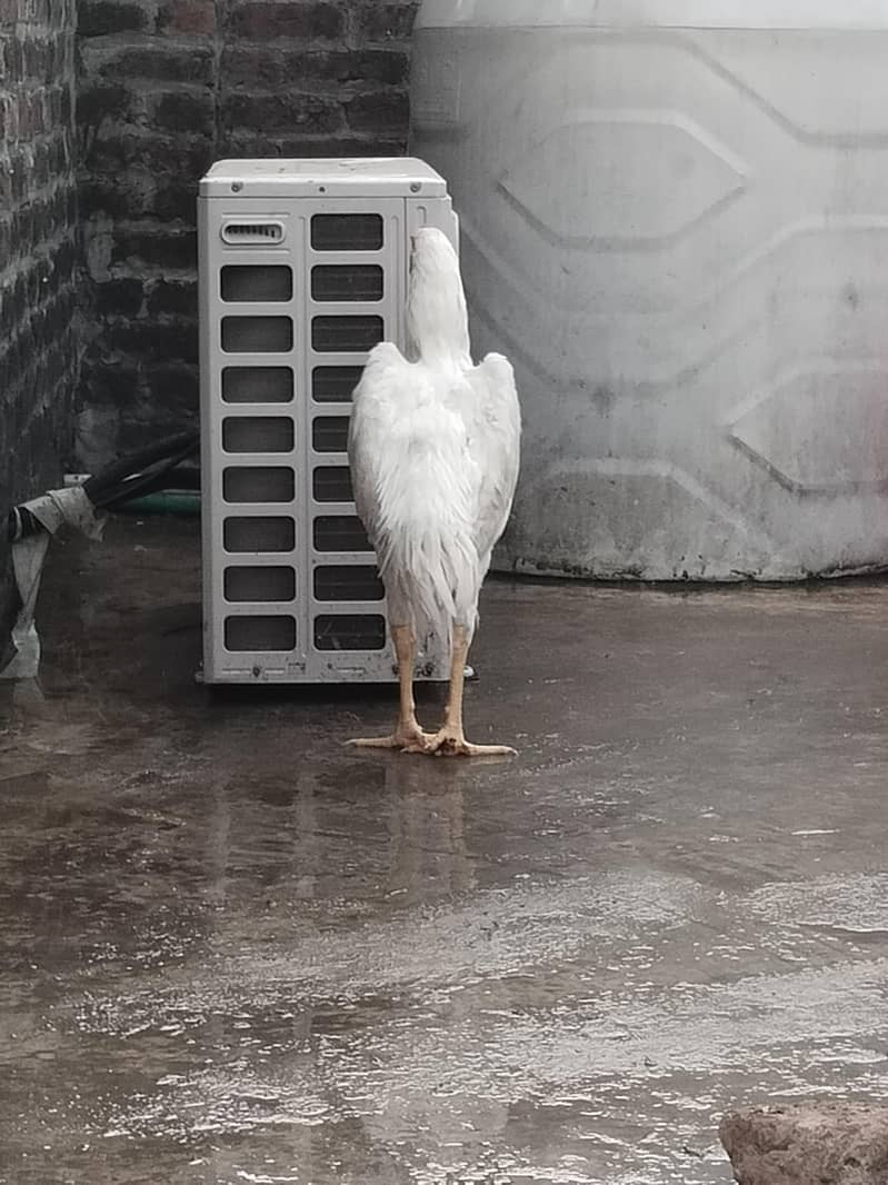 white shamo 3