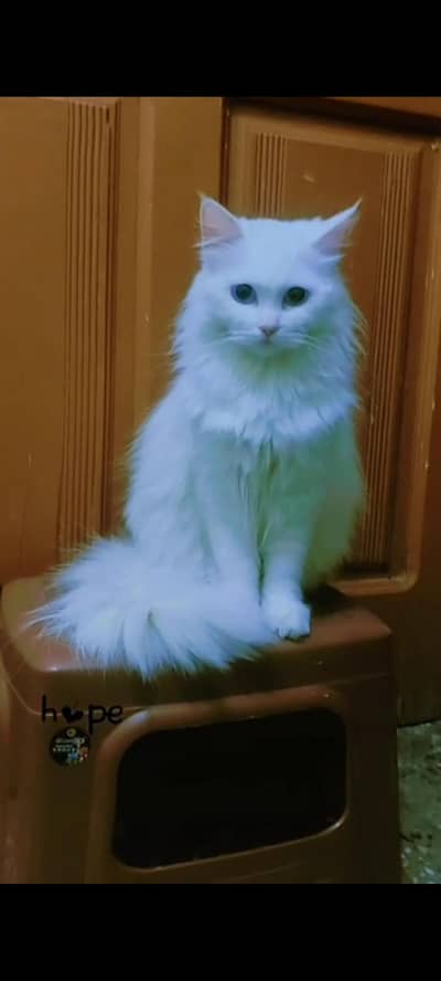 persian cat triple coat