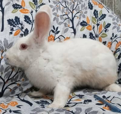 Pure New Zealand White Male Breeder Rabbit 4.0KG - 7 Months