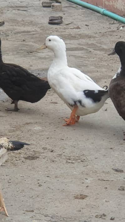 Ducks Beautiful Pair | 03107034827 whatsapp pe rabta kare