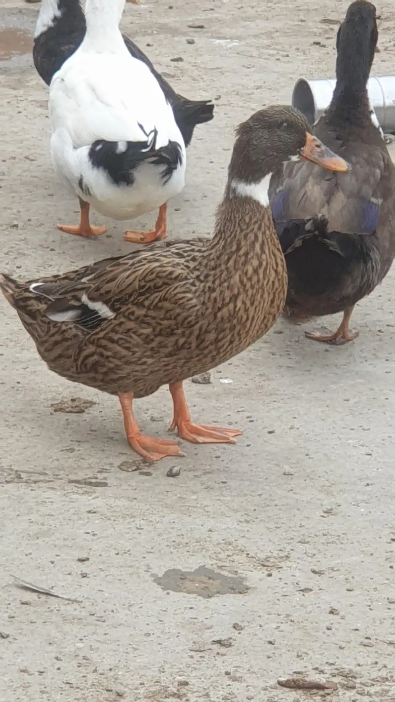 Ducks Beautiful Pair | 03107034827 whatsapp pe rabta kare — photo 2