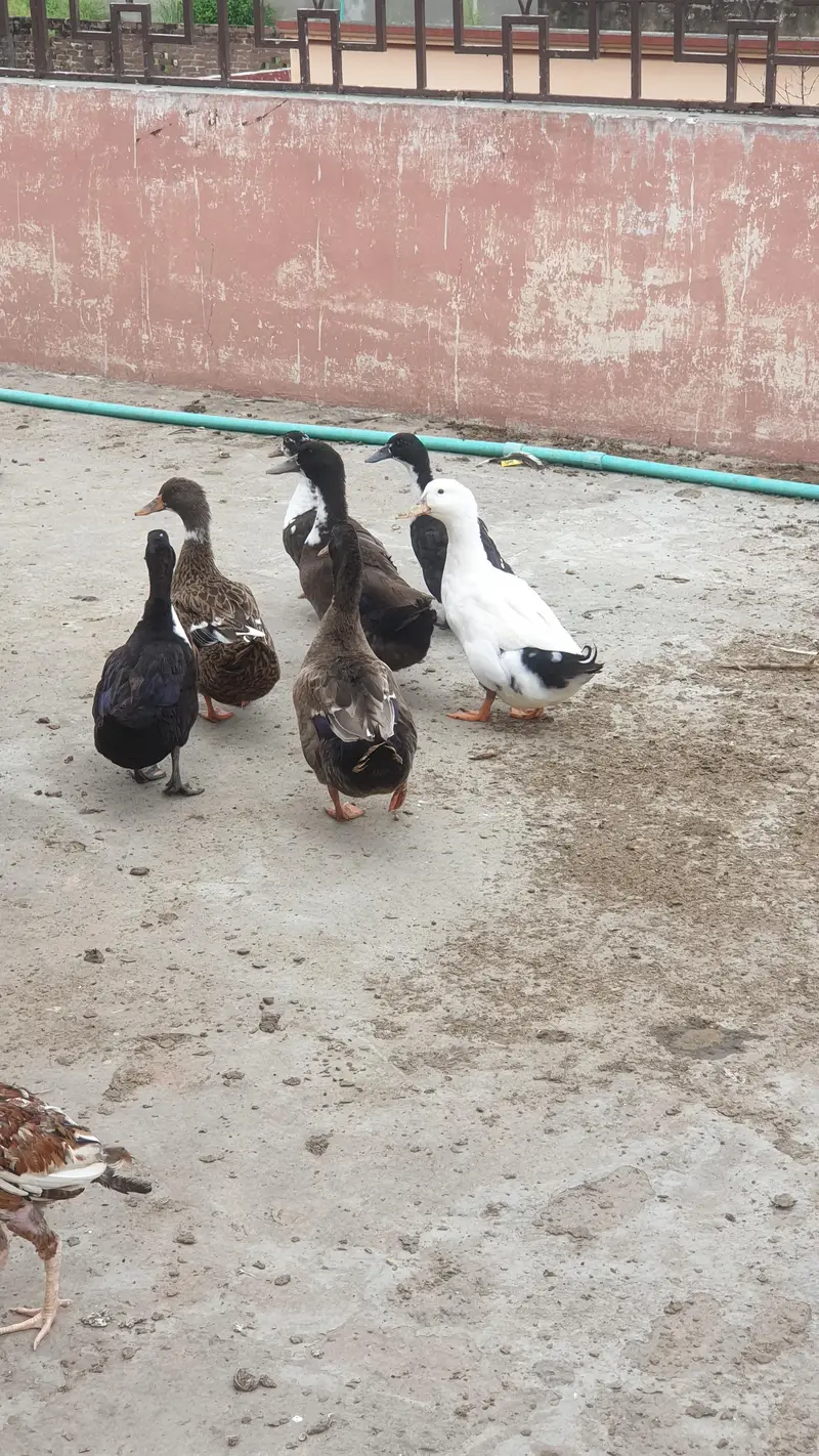 Ducks Beautiful Pair | 03107034827 whatsapp pe rabta kare — photo 3