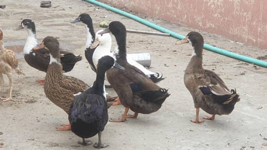 Ducks Beautiful Pair | 03107034827 whatsapp pe rabta kare